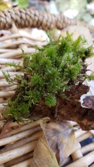 Plagiomnium venustum