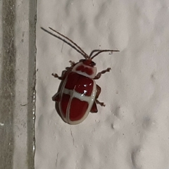 Asphaera discicollis