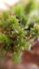 Plagiomnium venustum