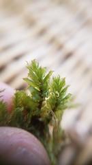 Plagiomnium venustum