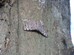 Hamadryas feronia