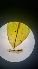 Plagiomnium venustum