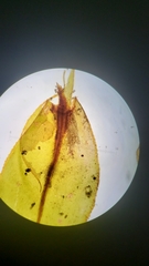 Plagiomnium venustum