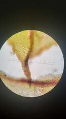 Plagiomnium venustum