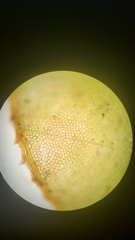 Plagiomnium venustum