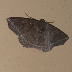 Synnomos firmamentaria