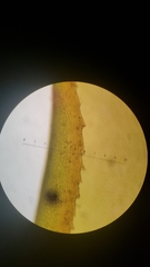 Plagiomnium venustum