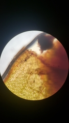 Plagiomnium venustum