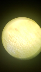 Plagiomnium venustum