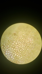 Plagiomnium venustum