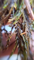 Fontinalis neomexicana