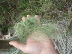 Usnea nidifica