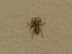 Menemerus bivittatus