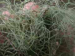 Usnea nidifica