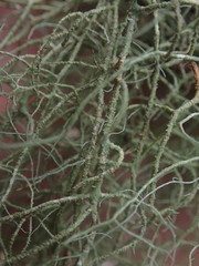 Usnea nidifica