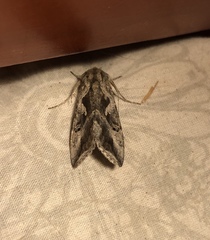 Autoplusia gammoides