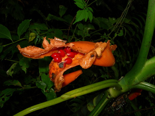 Dieffenbachia oerstedii