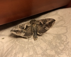 Autoplusia gammoides