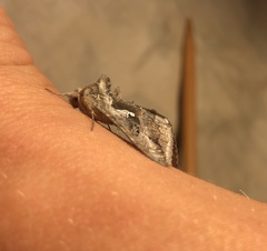 Autoplusia gammoides