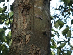 Hamadryas feronia