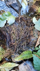 Fontinalis neomexicana