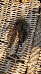 Fontinalis neomexicana