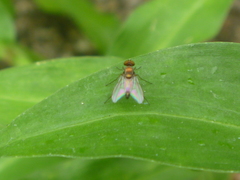 Diptera
