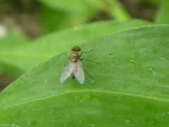 Diptera