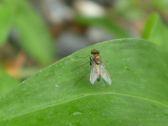 Diptera