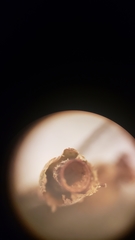 Fontinalis neomexicana