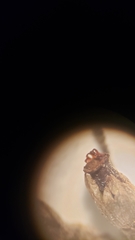 Fontinalis neomexicana