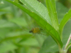 Oxyopes
