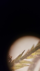 Fontinalis neomexicana