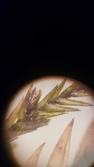 Fontinalis neomexicana