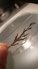 Fontinalis neomexicana