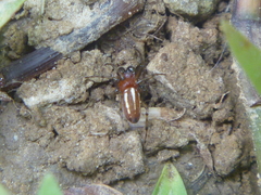 Alpaida leucogramma