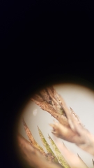 Fontinalis neomexicana