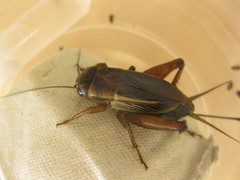 Gryllus bryanti