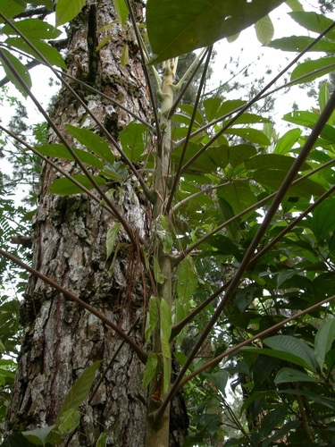 Image of Didymopanax morototoni by (c) Neptalí Ramírez Marcial, some rights reserved (CC BY)