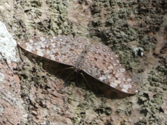 Hamadryas feronia