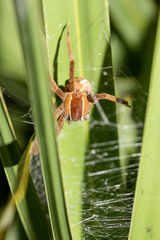 Pisaurina brevipes