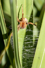 Pisaurina brevipes