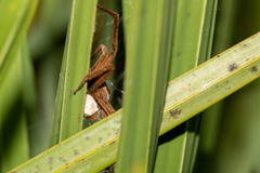 Pisaurina brevipes