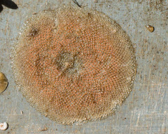 Cryptosula pallasiana