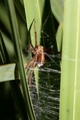 Pisaurina brevipes
