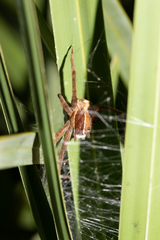 Pisaurina brevipes