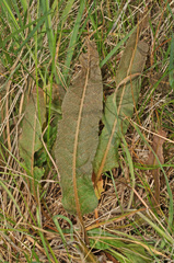 Rumex flexuosus