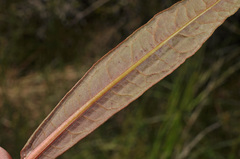 Rumex flexuosus