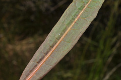 Rumex flexuosus