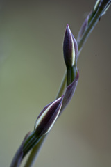 Thelymitra longifolia